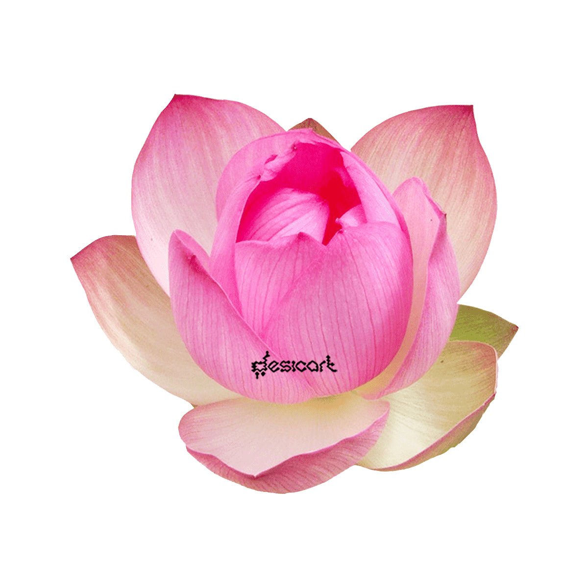 FRESH LOTUS FLOWER 1 PIECE