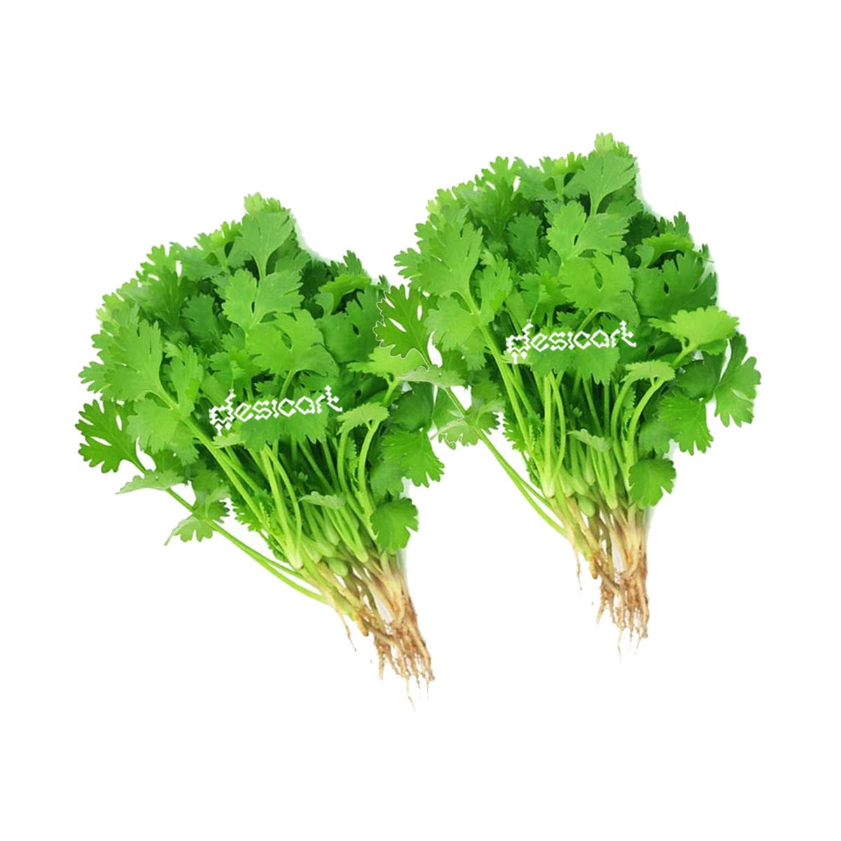FRESH CORIANDER LEAF (BUNCH OF 2)