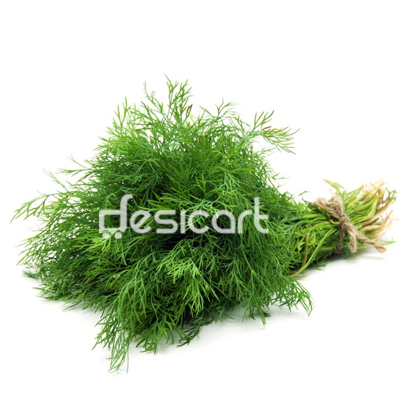 FRESH DILL LEAVES BUNCH