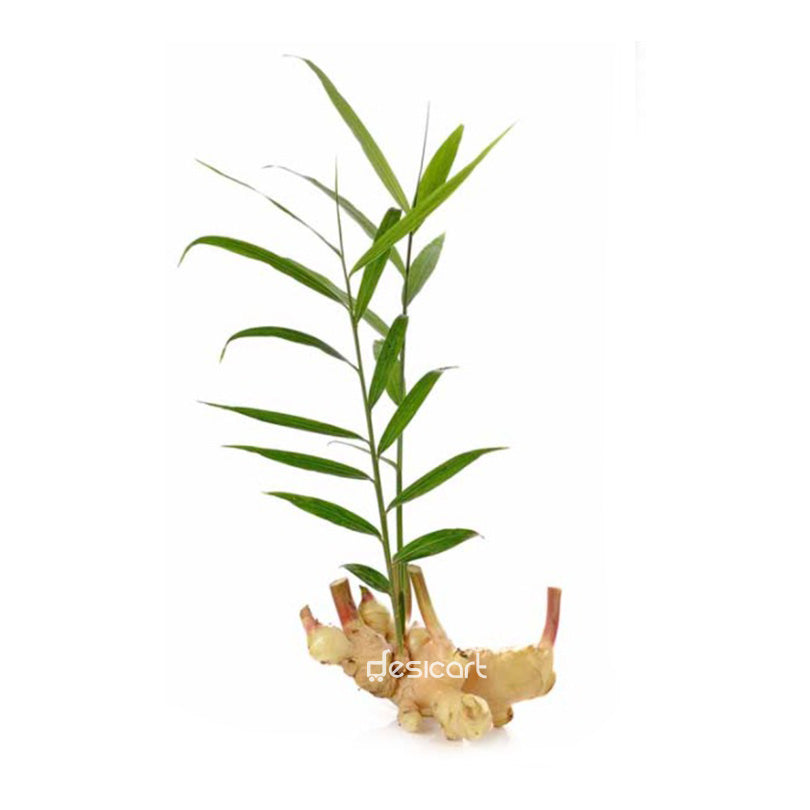 INNJI KOTHU (GINGER PLANT) -1BUNCH