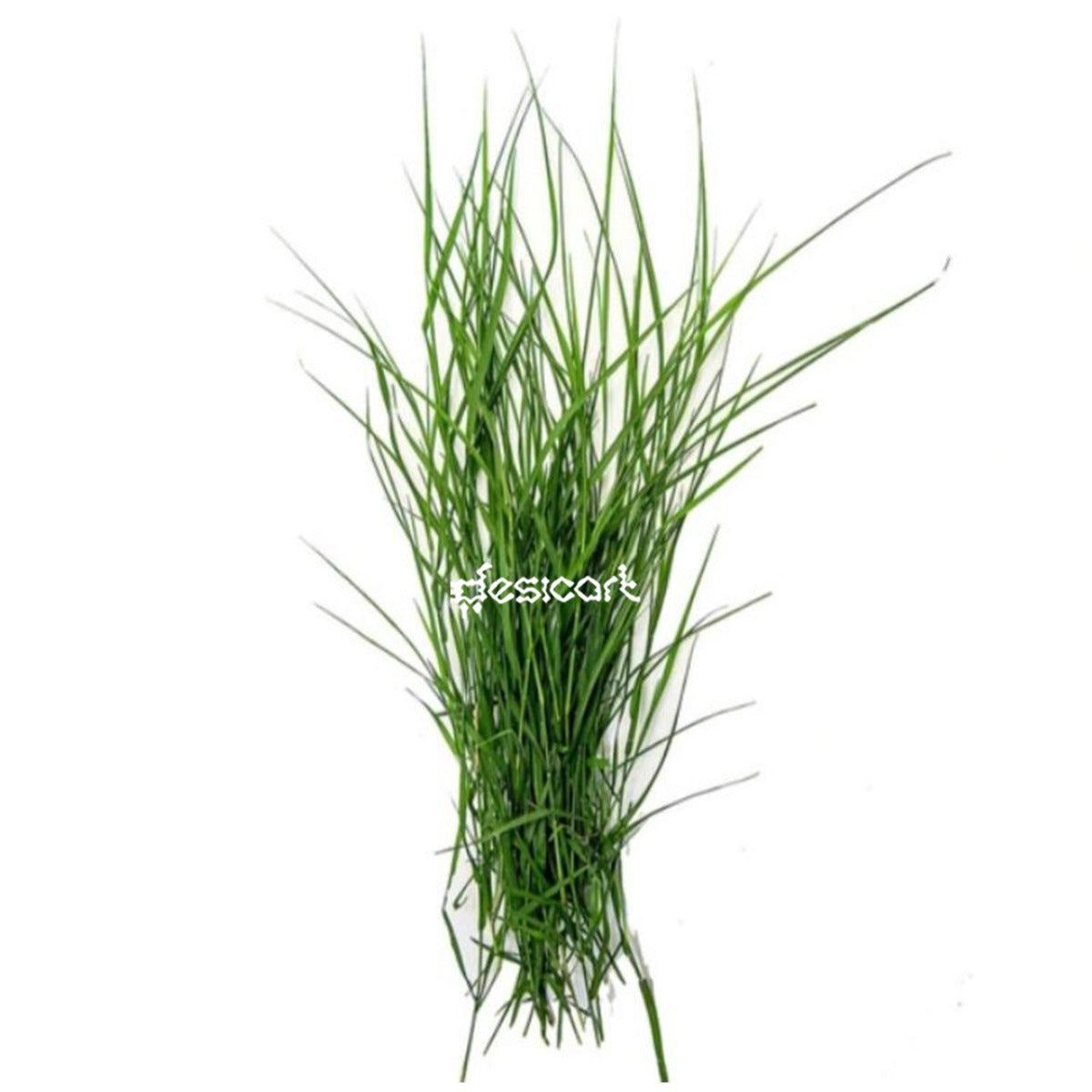 GREEN GRASS / ARUGHAMPUL 20G