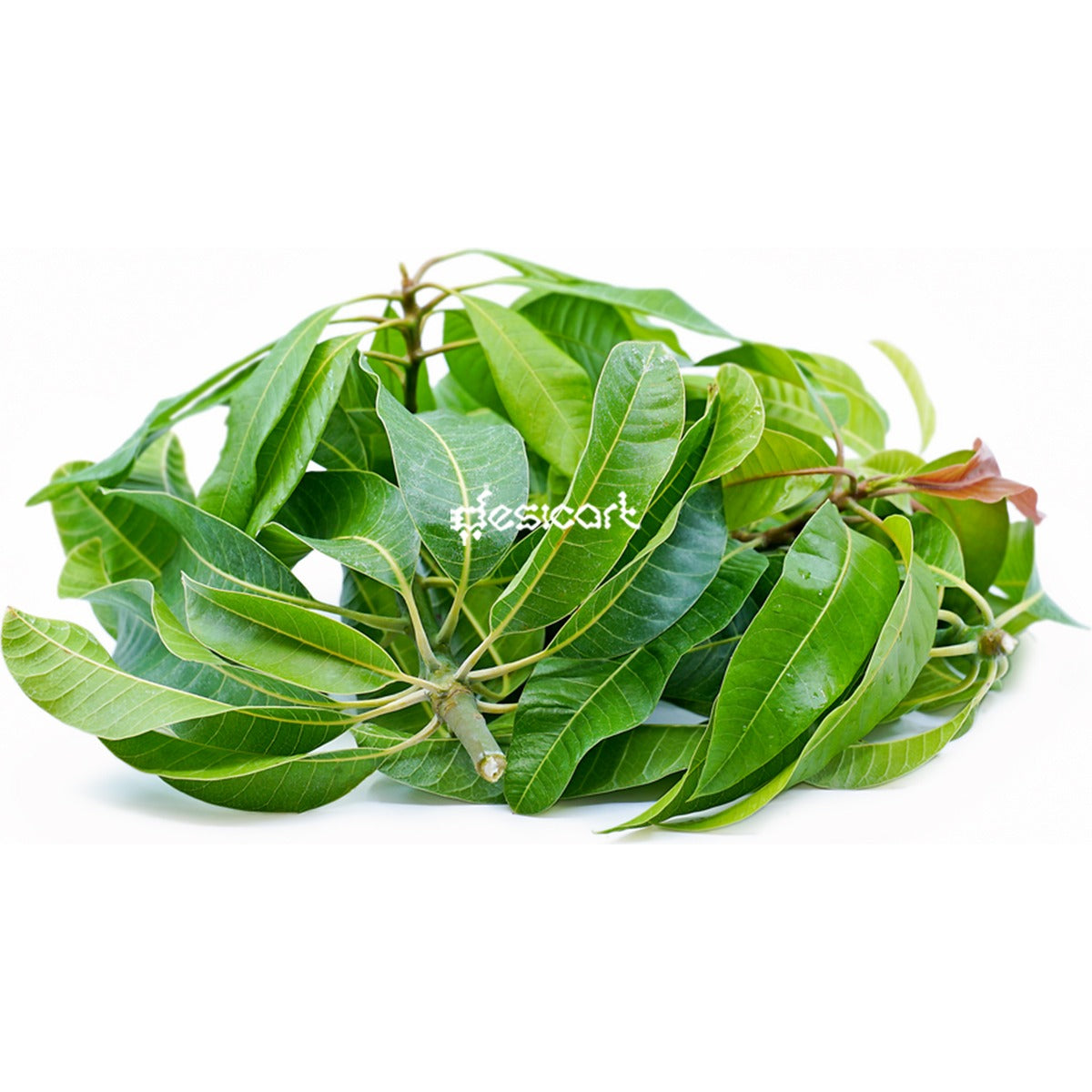 MANGO LEAVES (Pack of 10 Leaves)