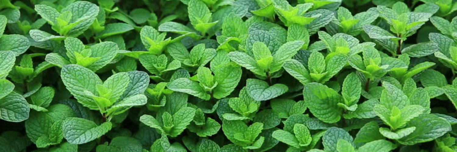 MINT & OREGANO