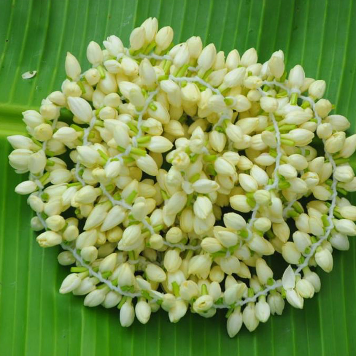 Buy Fresh Jasmine Flower at Desicart.co.uk - Online Indian Grocery Store UK